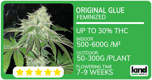 Growing Opportunities The Promise of Weed Seeds Nova Scotia